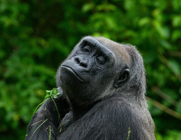 4-Days Gorilla Trekking Tour