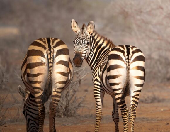 6-Day Masai Mara, Lake Nakuru & Amboseli Luxury Tour