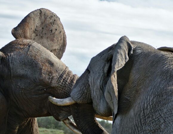 3-Day Safari Experience in Samburu Reserve