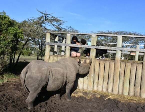 8 Days Mt Kenya – Samburu – Ol Pejeta – Lake Nakuru – Masai Mara Safari