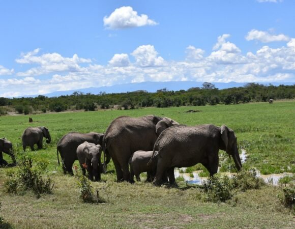 Ol Pejeta