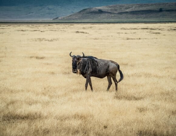 Ngorongoro Crater