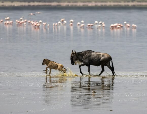 Tarangire –Serengeti – Lake Manyara