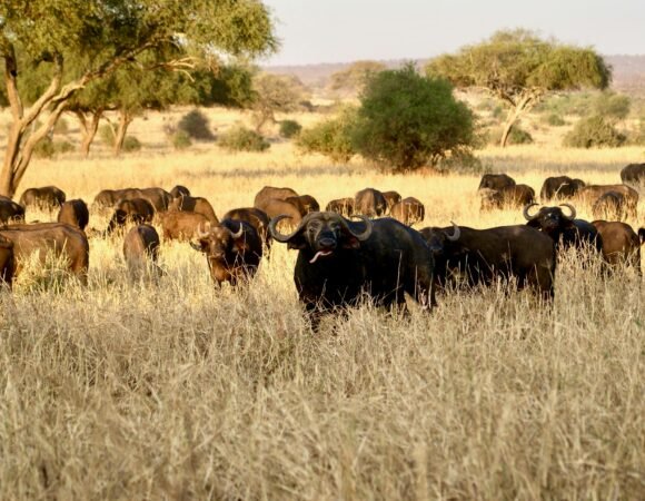 Tarangire –Serengeti – Lake Manyara