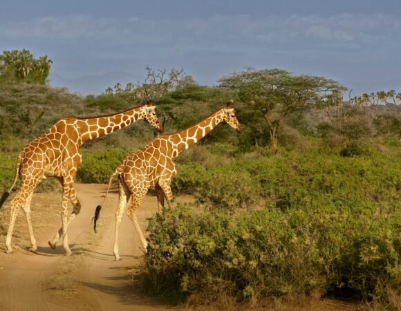Samburu National Reserve