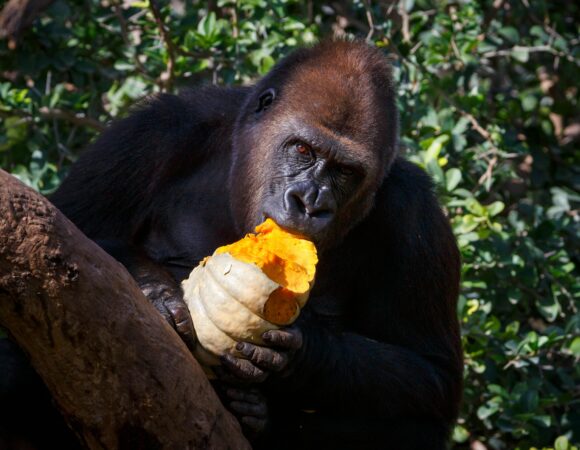 Gorilla Tracking in Bwindi Impenetrable Forest