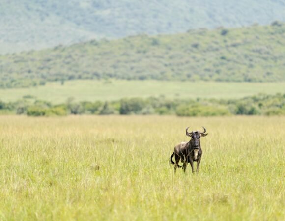 Samburu National Reserve