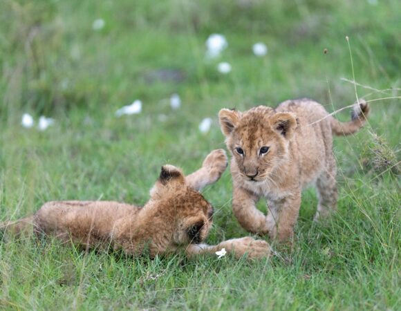 8 Days 7 Nights Maasai Mara, Lake Nakuru, Amboseli and Tsavo National Parks Safari