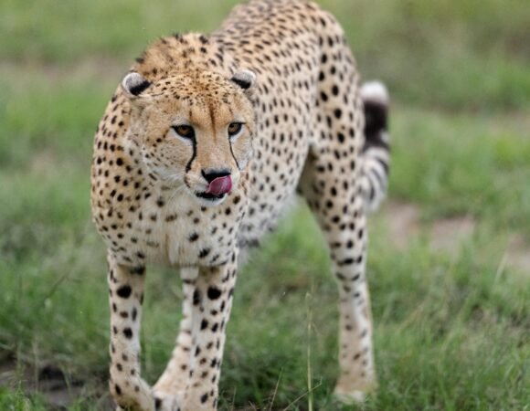 Samburu National Reserve