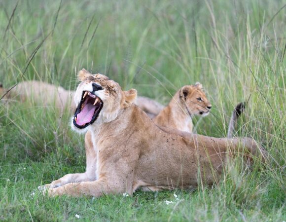 6 Days 5 Nights Amboseli & Masai Mara Safari