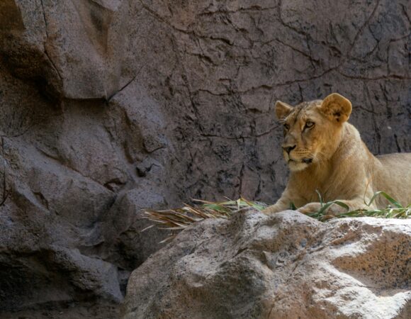 12-Day Tanzania Safari & Zanzibar Beach Holiday