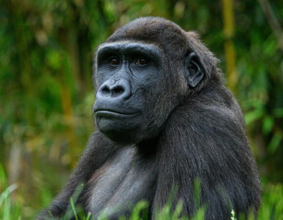 Gorilla Tracking in Bwindi Impenetrable Forest
