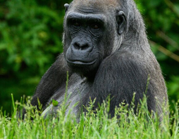Gorilla Tracking in Bwindi Impenetrable Forest