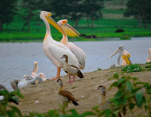 Lake Naivasha