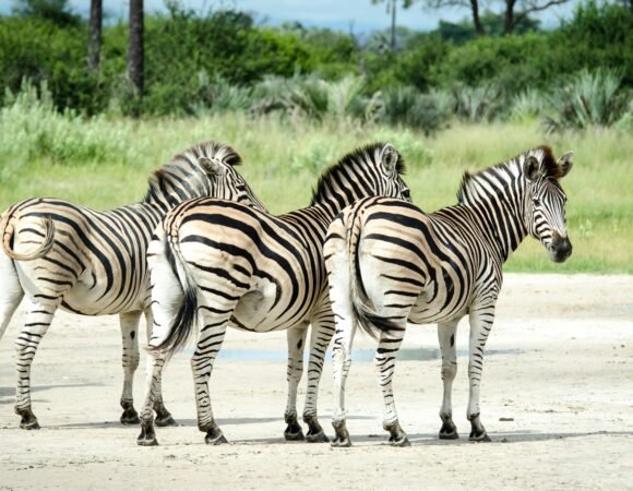 Ngorongoro Crater,
