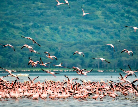 7 Days Safari Maasai Mara-Lake Nakuru -Amboseli