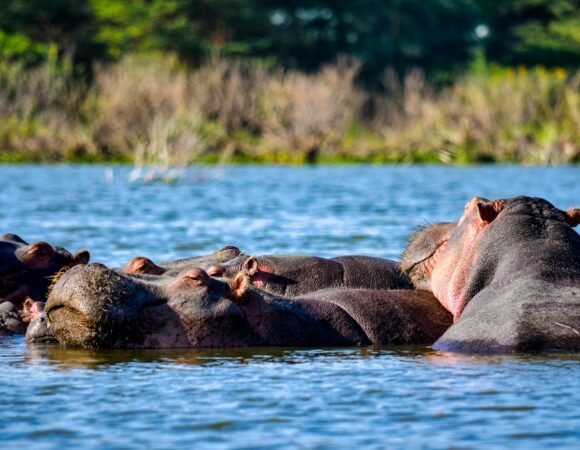 2-Days Lake Nakuru & Lake Naivasha Safari tour