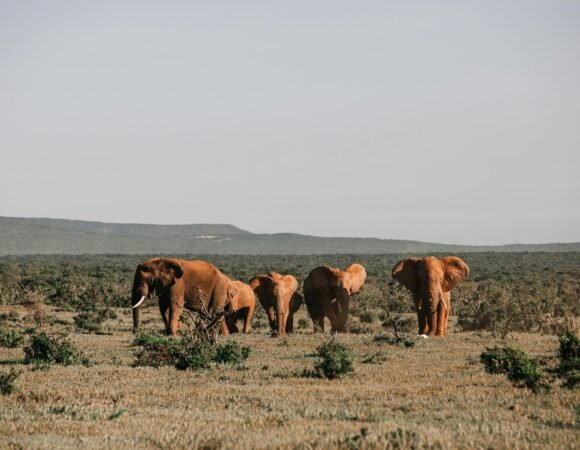Samburu National Reserve