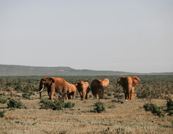 Amboseli National Park
