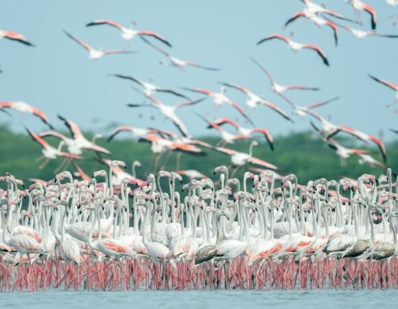 Tarangire –Serengeti – Lake Manyara