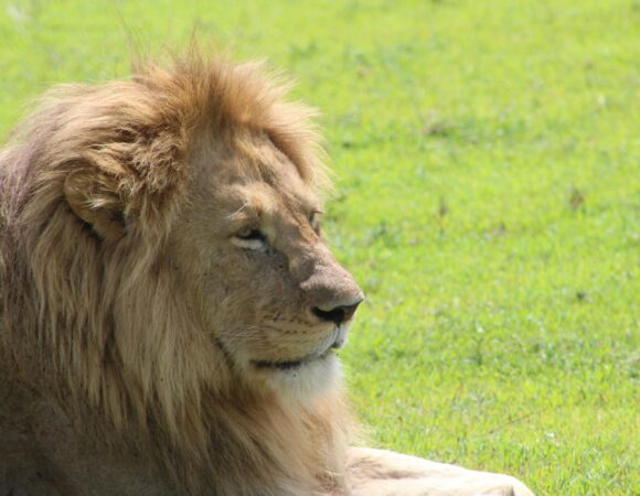 6-Day Tanzanian Safari Escape: Tarangire, Serengeti & Manyara Wonders