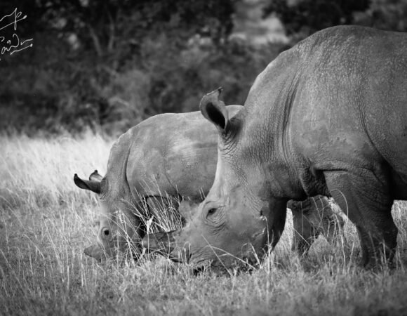 6 Days 5 Nights- Ol Pejeta, Lake Nakuru & Masai Mara Safari