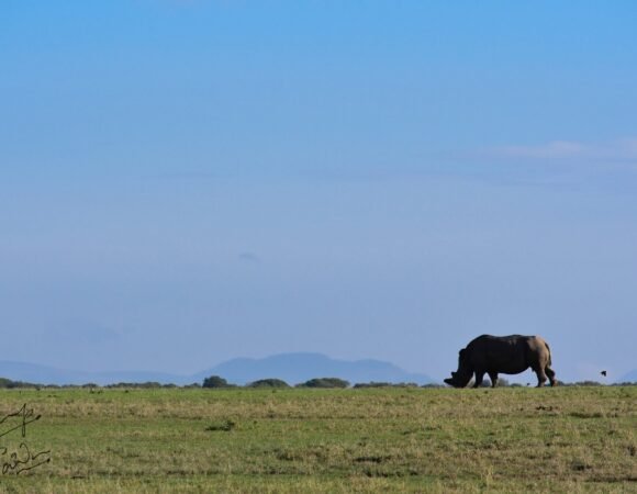 Ol Pejeta