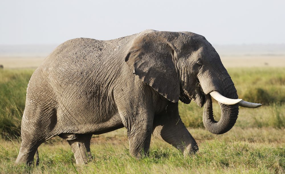 8 DAYS AMBOSELI, LAKE NAKURU & MASAI MARA
