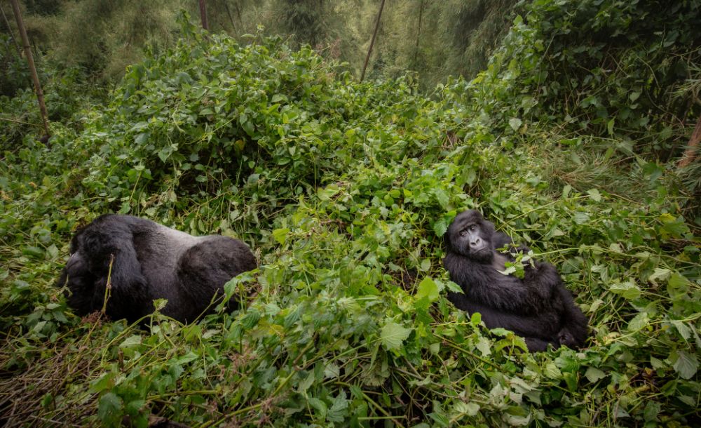 Gorilla Tracking And Maasai Mara Safaris