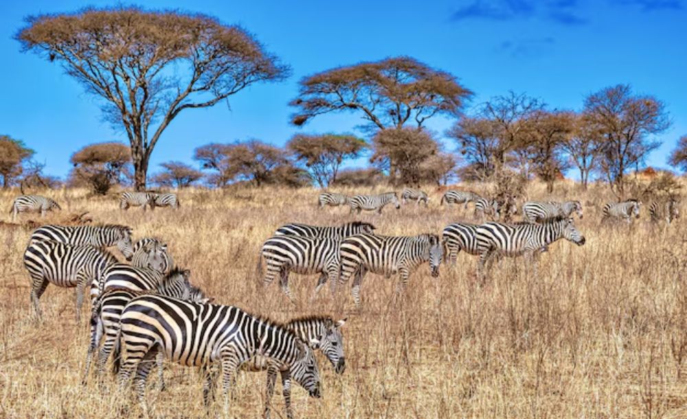 2 NIGHTS 3 DAYS WATAMU HOLIDAY PACKAGE