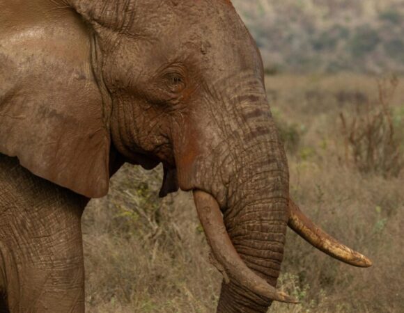 4 Days 3 Nights Amboseli, Tsavo East & Tsavo West National Parks Safari