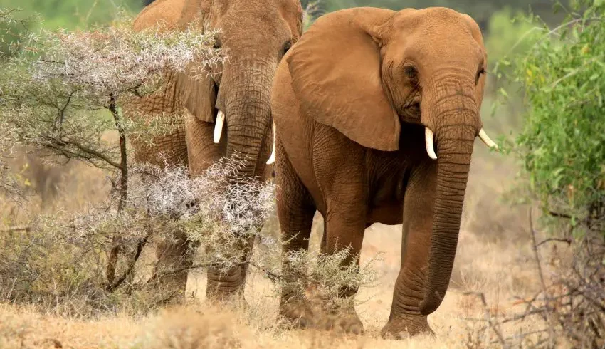 3-Day Salt Lick Safari | Madaraka Express First Class