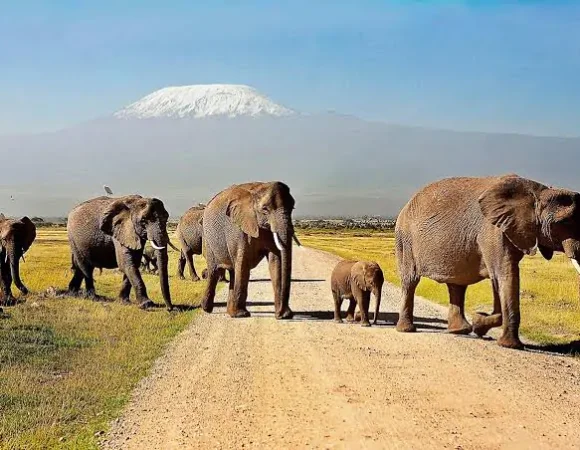 6 Days/5 Nights Maasai Mara, Lake Nakuru & Amboseli Safari Tour