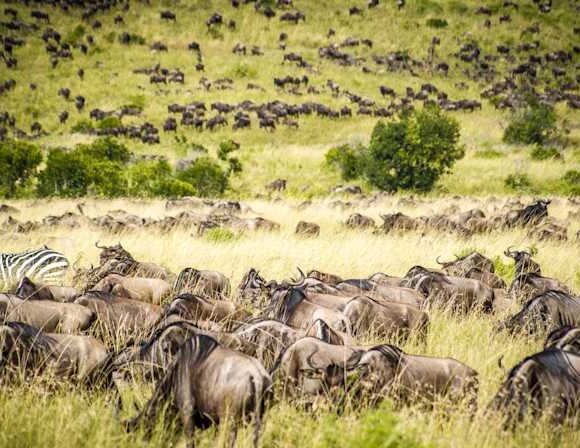 11-Day Kenya and Tanzania Budget Safari