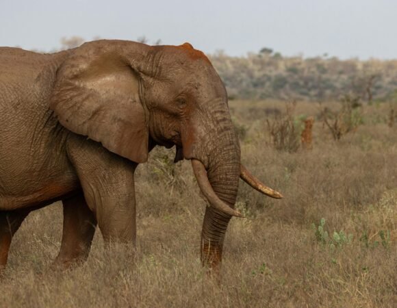 Tsavo National Park