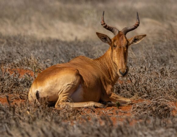 Tsavo National Park