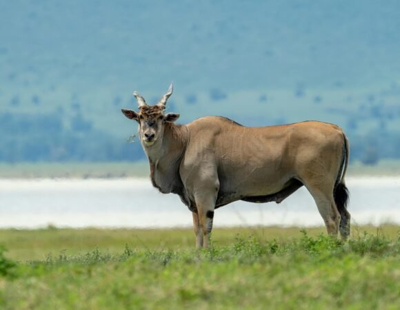3 Days-Lake Manyara, Ngorongoro Crater & Tarangire