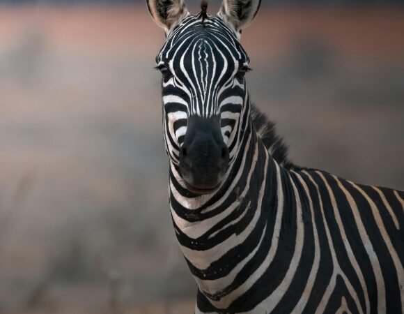 Tsavo National Park