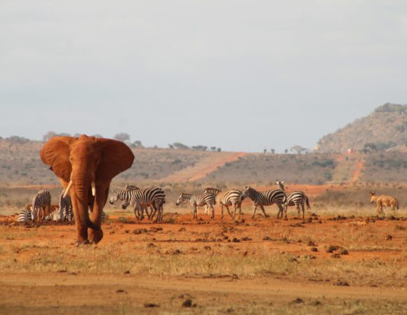 Tsavo National Park