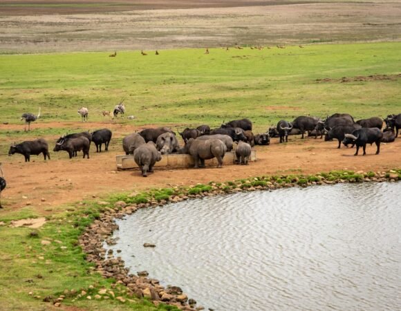 Lake Manyara – Ngorongoro – Tarangire