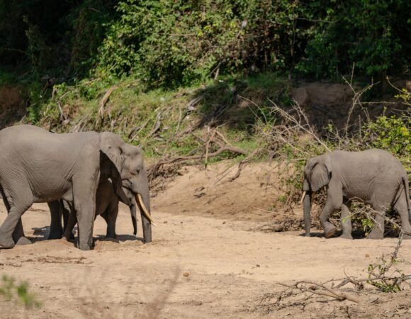 Lake Manyara – Ngorongoro – Tarangire