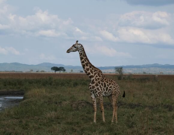 5 Days- Serengeti & Ngorongoro Crater Safari Tour