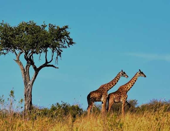 4-Day Emayian Mara Camp & Lake Nakuru Luxury Safari