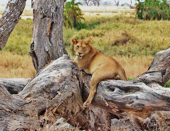 Best Time for Kenya Safari