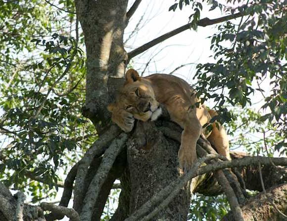 5-Day Living Among Lions