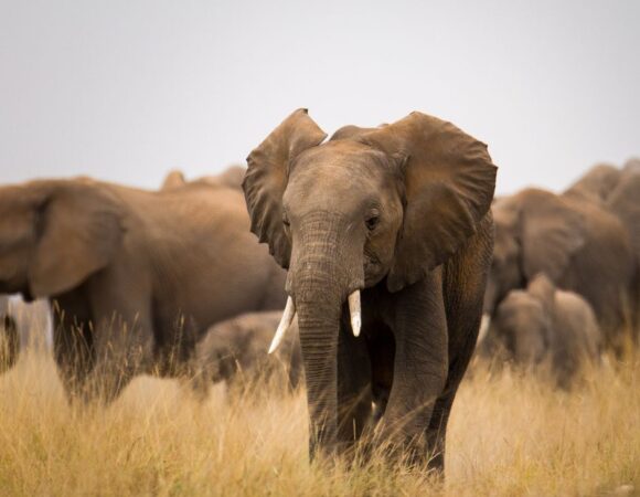 4-Day Nakupenda Kenya Tours Safari