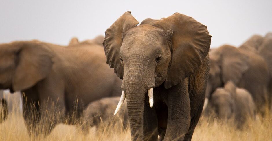 4-Day Nakupenda Kenya Tours Safari