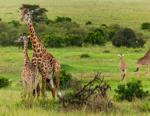 How Long Do You Need for a Safari Holiday?