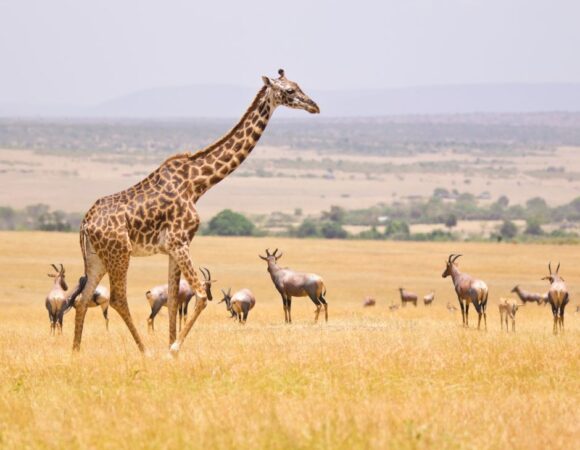 3-Days Amboseli Christmas Gateway!