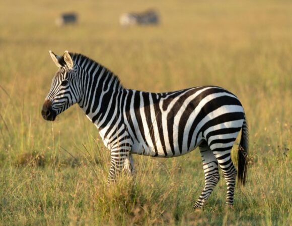 When to Avoid Tanzania?